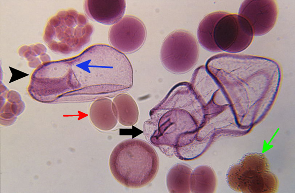 early development stages blastopore