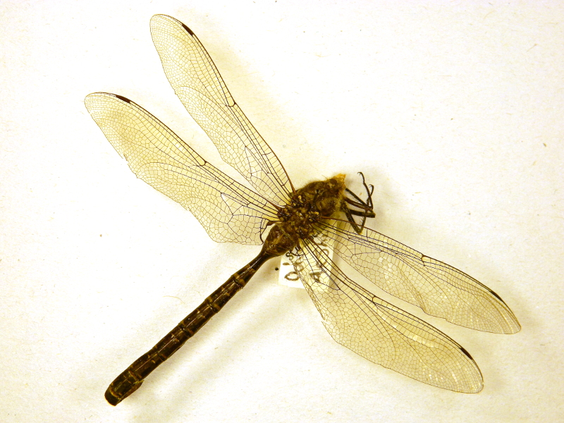 Pterygota Redwork Embroidery Pterygota Redwork Embroidery