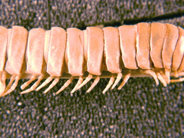 Myriapoda