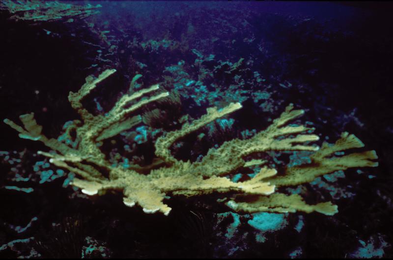 Elkhorn Coral
