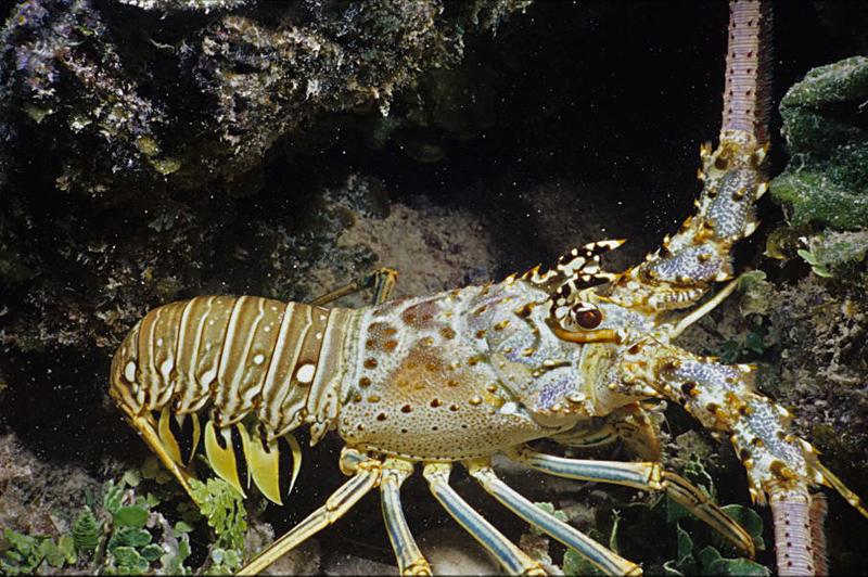 Caribbean Spiny Lobster