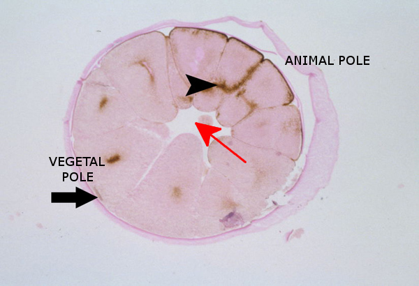 blastopore becomes the anus