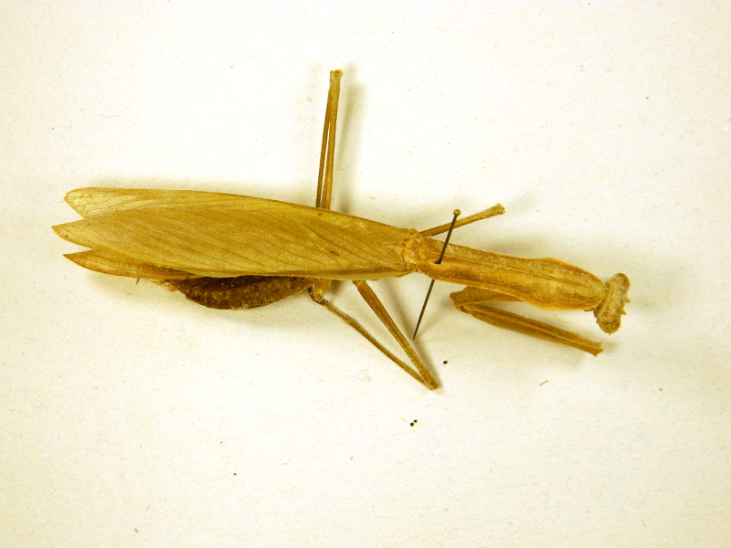Orthoptera