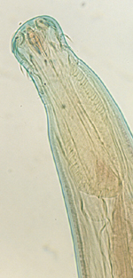 ABIO 531 - Parasitology