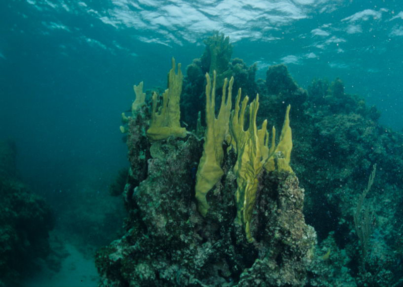 Blade Fire Coral