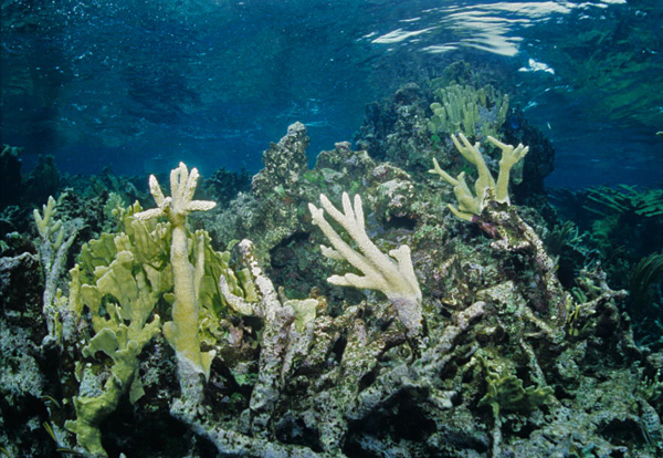 Branch and Pillar Corals