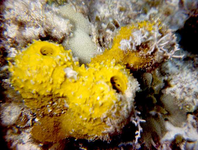 Yellow Tube Sponges